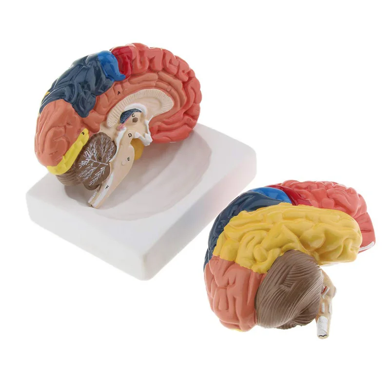 Życie rozmiar anatomiczne czło – Medical Lab And Science recenzja i cena
