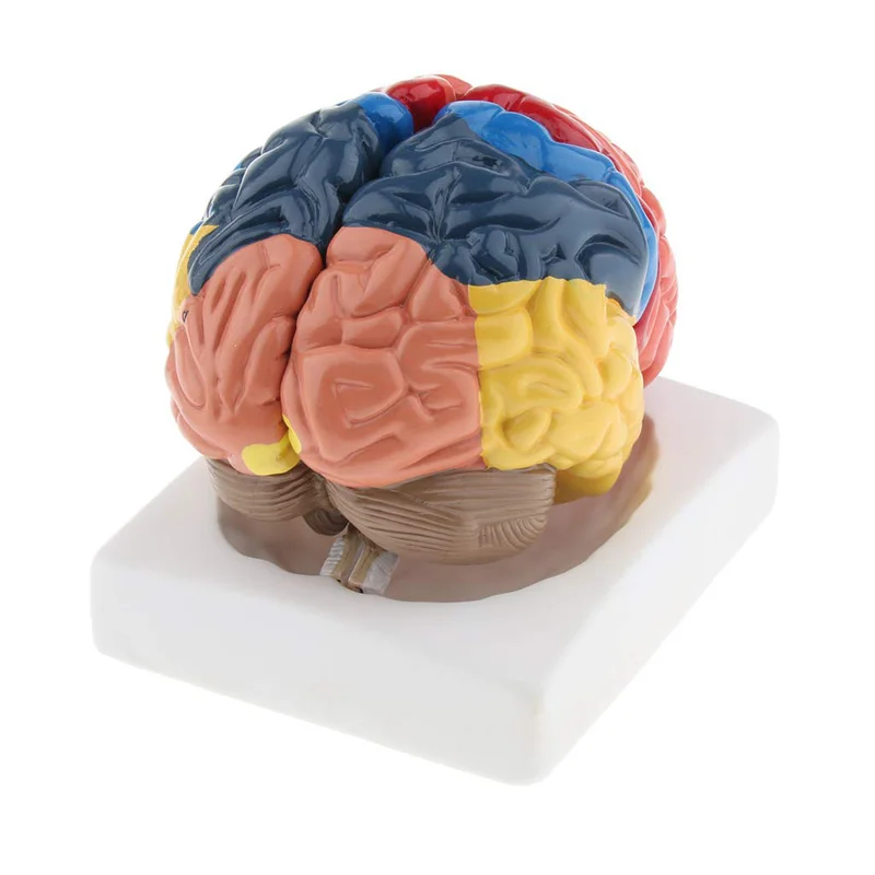 Życie rozmiar anatomiczne czło – Medical Lab And Science recenzja i cena