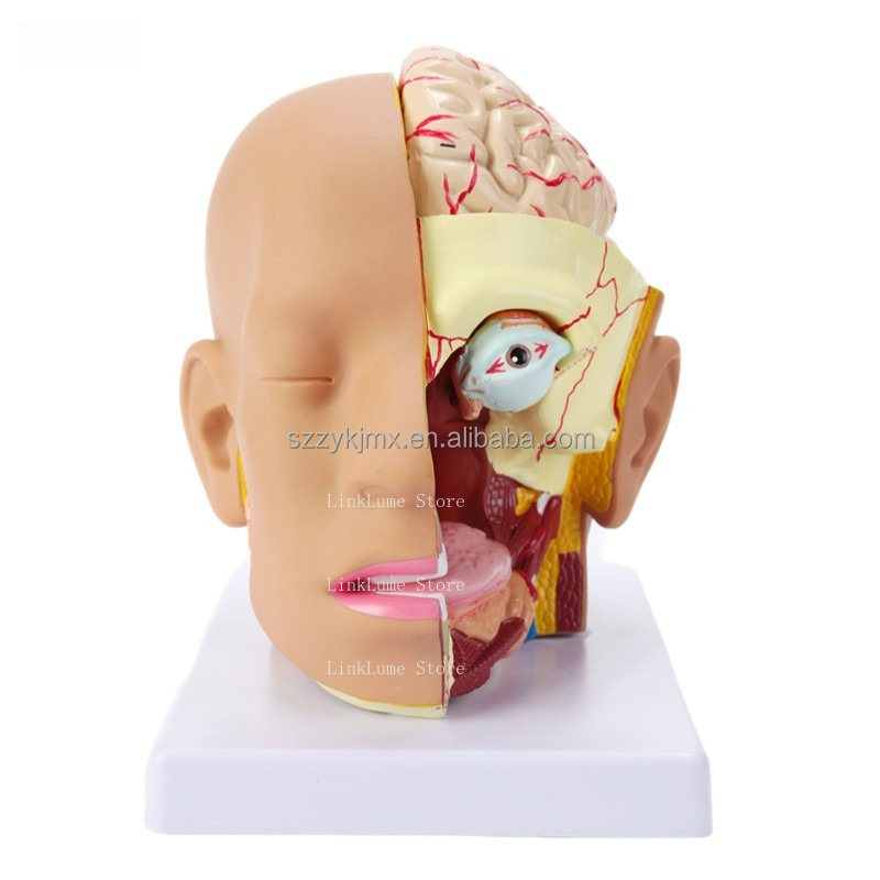 Model anatomiczny ludzkiej gło – Medical Lab And Science recenzja i cena