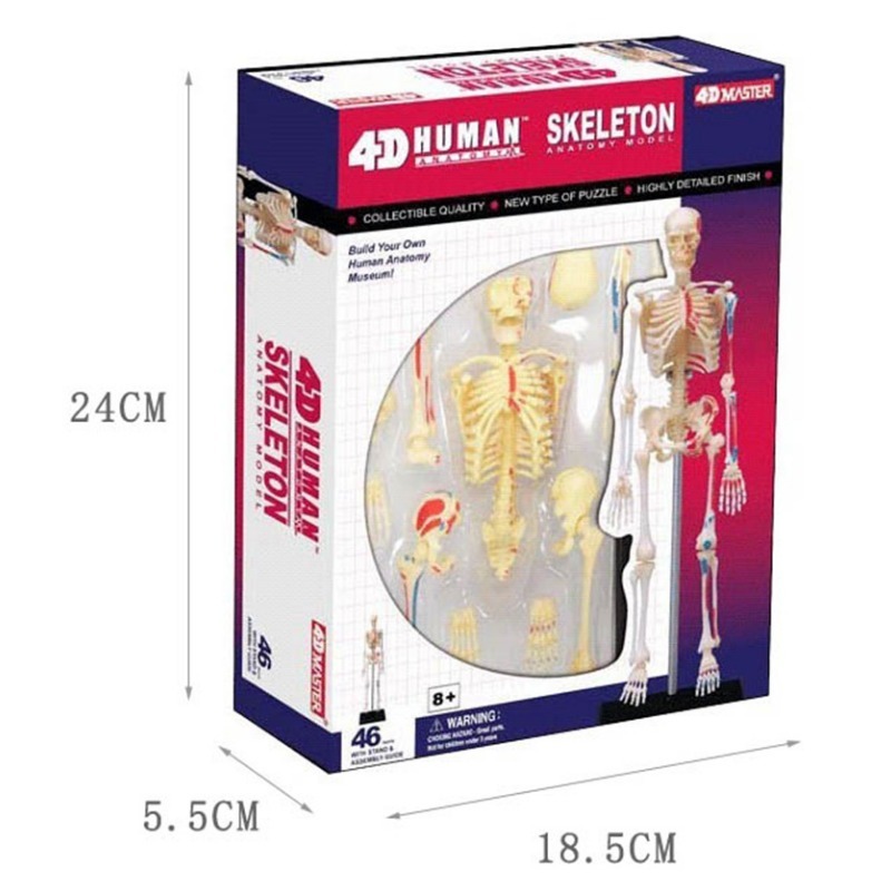 Mistrz 4D ludzkiego szkieletu  – Medical Lab And Science recenzja i cena